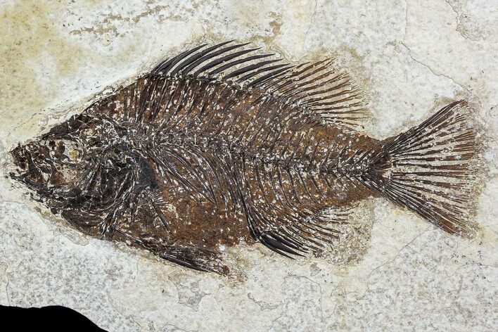 Fossil Fish (Cockerellites) - Green River Formation #107887